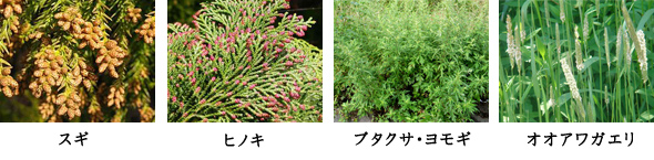 花粉